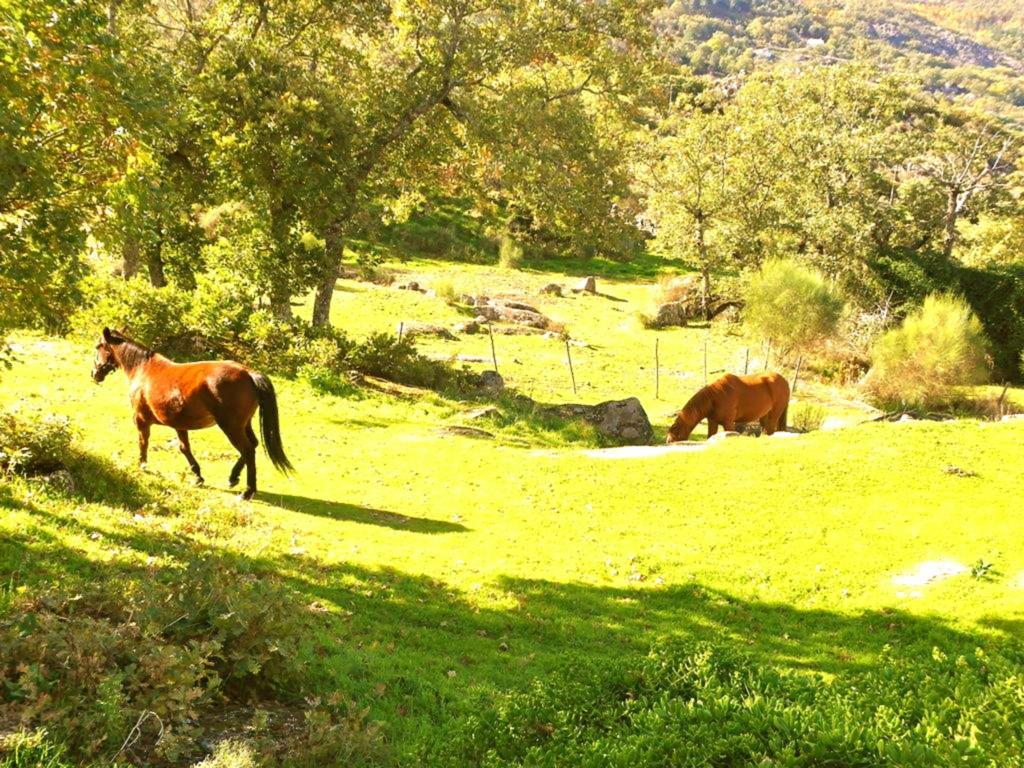 Quinta Do Marvao Guest House Стая снимка